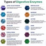 Digestive Enzyme Capsules Prebiotic Probiotic Supplements Organic Plant Digestive Lactose Capsules 1000 mg Vegetarianism