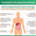 Digestive Enzyme Capsules Prebiotic Probiotic Supplements Organic Plant Digestive Lactose Capsules 1000 mg Vegetarianism