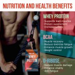 Whey Protein Supports Muscle Recovery and Provides Energy Gain Protein Powder for Adults