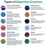 OEM Natural Digestive Enzyme Supplements Prebiotic Properties Capsules and Tablets for Adults Not for Pregnant Women