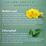 OEM Lungs Lung Cleanse and Phlegm Support Fast Absorption Mullein Leaf Extract Mullein Drops