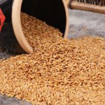 High Quality Organic Flaxseeds Bulk Wholesale Rich in Omega-3 for Cooking Baking Health Supplements