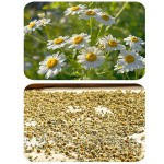 Factory Price 100% Organic Chamomile Tea Healthy and Wholesome for Slimming Packaged in Cup and Bottle