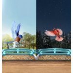 AI Bird Feeder Factory - Enhanced Automatic Video Species Identification