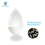 400 Billion CFU/g Freeze-dried Lypholized Probiotics Coated Probiotics Powder Streptococcus Thermophilus