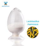 Factory Direct 500 Billion CFU/g OEM Probiotic Powder Lactobacillus Rhamnosus for Female Health