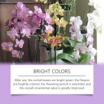 Orchid Nutrient Solution Factory - Flower Green Plant Growth Agent