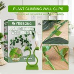 Plant Holder Supplier - Wall Climbing Self-adhesive
