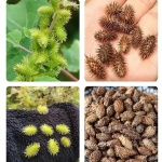 Body Repair Patch Factory - Herbal Extract Throat Relief