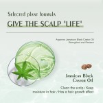 Anti-Dandruff Shampoo Factory - Shea Butter Jamaican Castor Oil