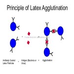 Salmonella Latex Identification Kit Diagnostic Reagent