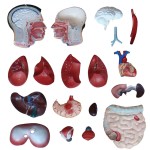 Contraceptive Model Factory - Advanced Female Gynecology Teaching