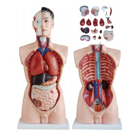 Neonatal Model Manufacturer - Educational School Teaching Placenta