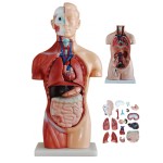 Neonatal Model Manufacturer - Educational School Teaching Placenta