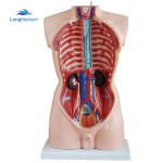 Neonatal Model Manufacturer - Educational School Teaching Placenta