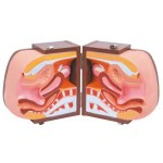 ICU Ventilator Manufacturer - Oxygen Ventilation Respiratory Machine