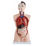 Neonatal Model Manufacturer - Educational School Teaching Placenta