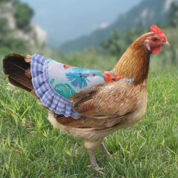 Pet Wheelchair Manufacturer - Disabled Dog Cat Recovery