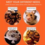 Tropical Fish Heat Pack Factory - Durable Customized 48/72/100 Hour