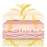 Flatulence Patch Supplier - Healthcare Supply Gas Relief