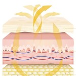 Wellness Patch Supplier - Health Maintenance Solution