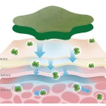 Weight Loss Patch Supplier - Hot Health Care Rapid Results