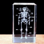 Human Brain Model Factory - Crystal Anatomical 5x5x8cm for Medical Education