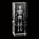 Human Brain Model Factory - Crystal Anatomical 5x5x8cm for Medical Education