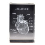 Human Ear Model Manufacturer - Crystal Anatomical 5x5x8cm Teaching Model