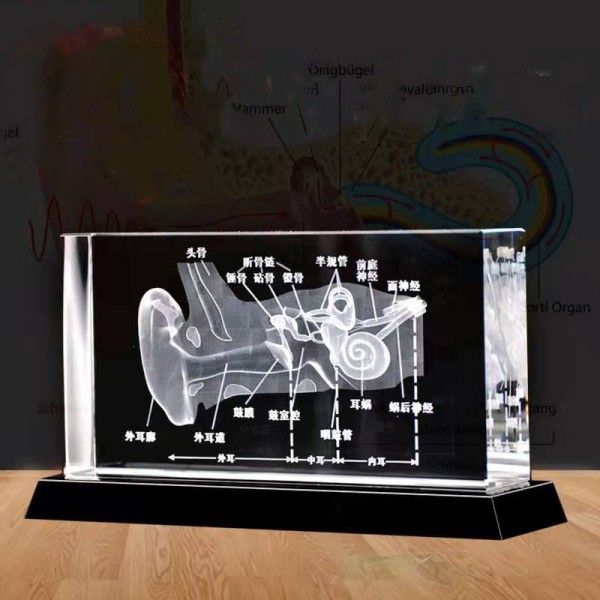 Acupuncture Needles Factory - 0.35x55mm Special for Rhinitis Treatment