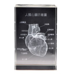 Human Ear Model Manufacturer - Crystal Anatomical 5x5x8cm Teaching Model