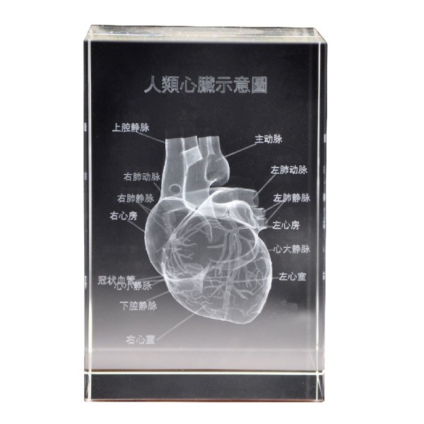 Human Ear Model Manufacturer - Crystal Anatomical 5x5x8cm Teaching Model