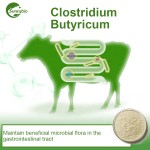 2025 Hot Sales Feed Grade Clostridium Butyricum Probiotics in Animal Feed