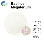High Quality Agriculture Probiotics Bacillus Megaterium for Soil Improvement