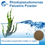Aquaculture Photosynthetic Bacteria for Power