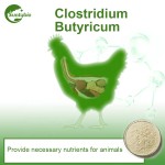 2025 Hot Sales Feed Grade Clostridium Butyricum Probiotics in Animal Feed