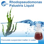 Feed Aquaculture Photosynthetic Bacteria for Liquid