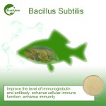 Probiotic Bacillus Subtilis for Animal Health Agriculture and Water Treatment