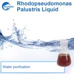 Feed Aquaculture Photosynthetic Bacteria for Liquid