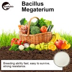 High Quality Agriculture Probiotics Bacillus Megaterium for Soil Improvement