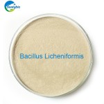 Feed  Additives Manufacturer Bacillus Licheniformis