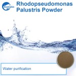 Aquaculture Photosynthetic Bacteria for Power
