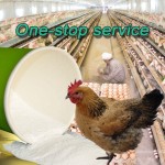 Garlic Powder Allicin 15% with Cheaper Price