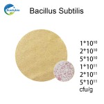 Plant Growth Promoting Bacillus Subtilis Powder for Low Price