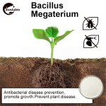 High Quality Agriculture Probiotics Bacillus Megaterium for Soil Improvement