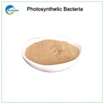 Bio-Gain Liquid&Powder Bacteria (photosynthetic Bacteria) for Fish Pond Treatment