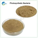 2024 High Quality Low Price Probiotics Photosynthetic Bacteria for Aquaculture Animals