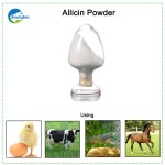 ISO SGS Certified Allicin/Alliin Garlic Plant Extract