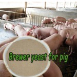2024China Suppliers Brewer Yeast Saccharomyces Cerevisiae with Free Sample