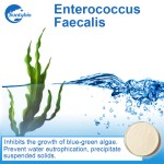 Enterococcus Faecalis Probiotic for Biofloc Fish Farming